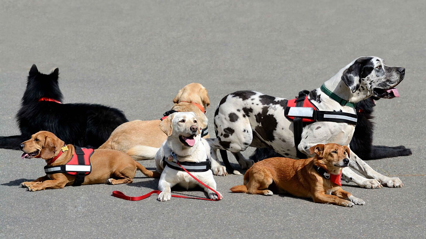 Group of therapy dogs lying on the ground