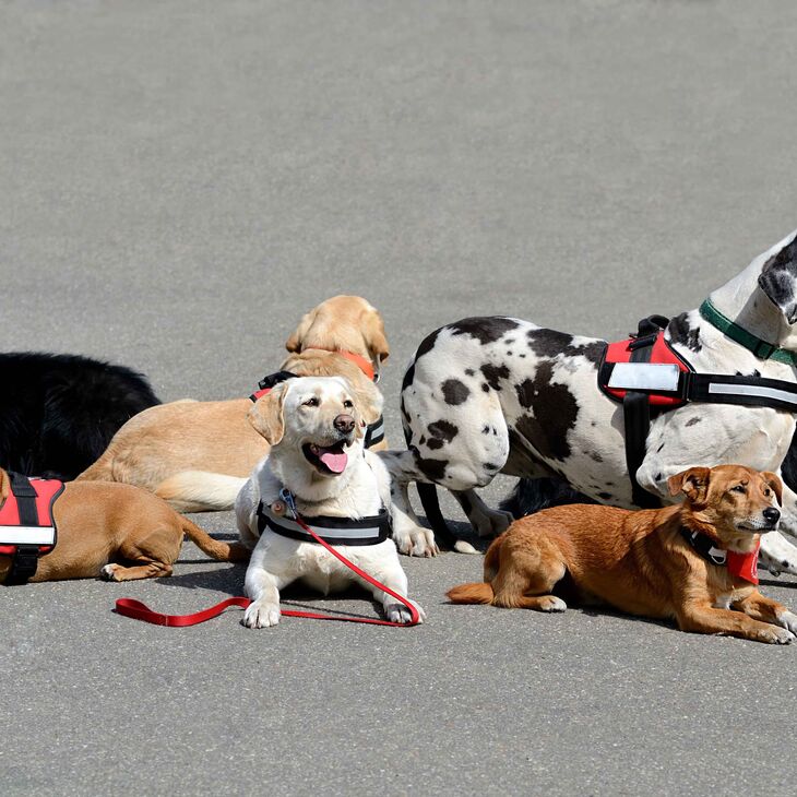 Group of therapy dogs lying on the ground